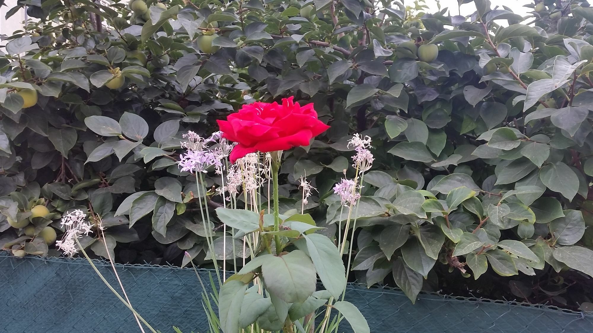 B&B Villa Blanche 칸느 외부 사진